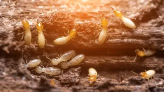 Choosing the Right Termite Repellent…